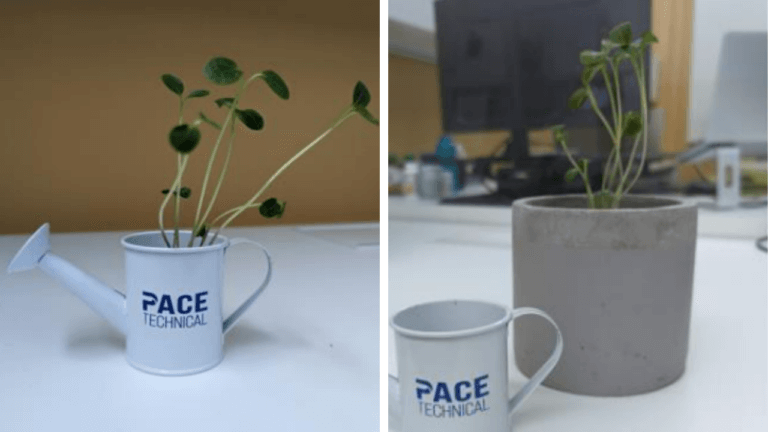 Pace Mug with Money Tree Planted Inside